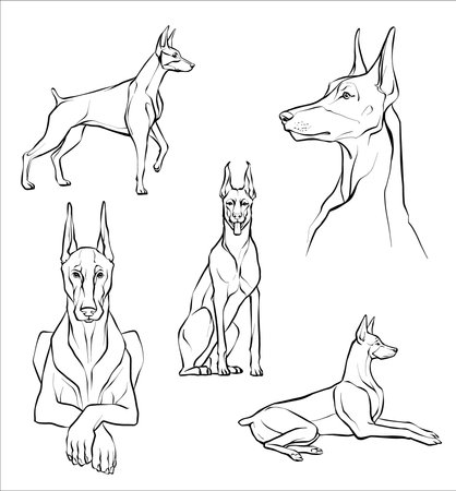 Set. Doberman dog in different poses. Illustration of a black and white sketch.のイラスト素材