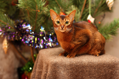 Abyssinian cat sits near the Christmas tree.の写真素材