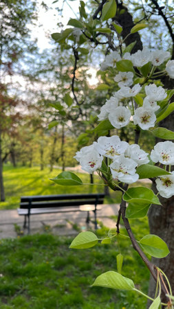 Flowering branch of a pear tree with white flowers in the gardenの写真素材