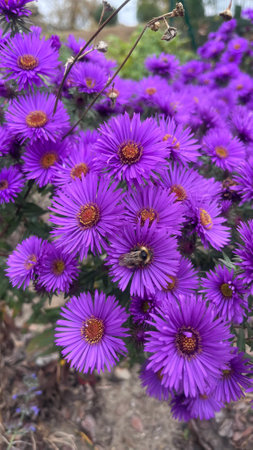 Purple aster flowers in the garden. Selective focus. Nature.の写真素材