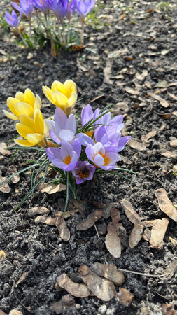 Beautiful crocuses in the garden. First spring flowers.の写真素材
