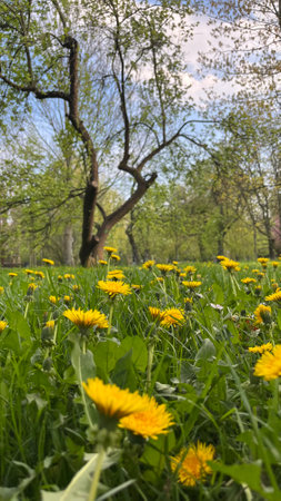 Yellow dandelions on the meadow in spring. Spring landscape.の写真素材