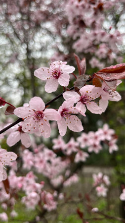 cherry blossom tree in spring, closeup of pink flowersの写真素材