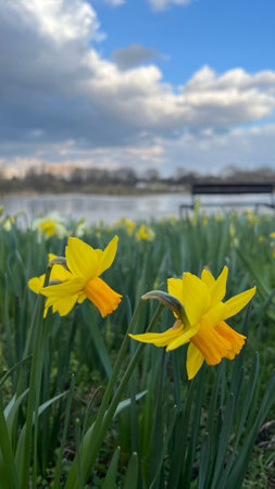 Yellow daffodils in a park with a lake in the backgroundの写真素材