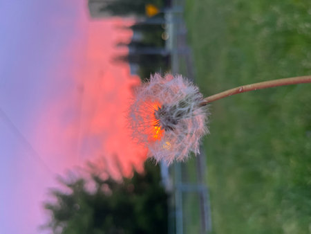 Fluffy dandelion on the background of the setting sun.の写真素材
