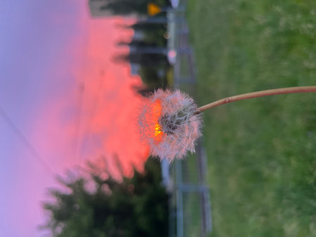 Dandelion fluff on the background of a beautiful sunset.の写真素材