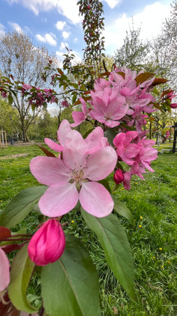 Pink flowers of apple tree in spring. Spring blooming garden.の写真素材