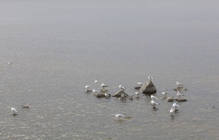 many seagulls on the seaの写真素材
