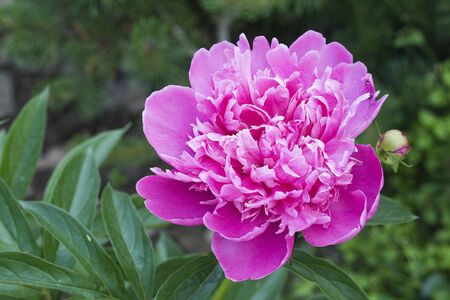 beautiful blooming peon in the gardenの写真素材