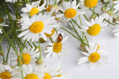 beautiful chamomile flowers with ladybug on white backgroundの写真素材