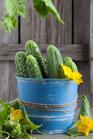 green cucumbers in a blue bucket on an old wooden backgroundの写真素材