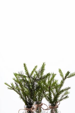 Tree branches in glass bottles with water on white background. New Year, holiday conceptの写真素材