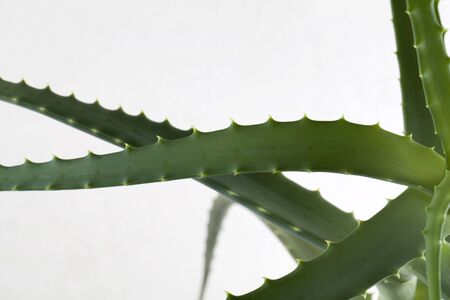 Aloe vera on white background. High benefit as an herb with medicinal propertiesの写真素材