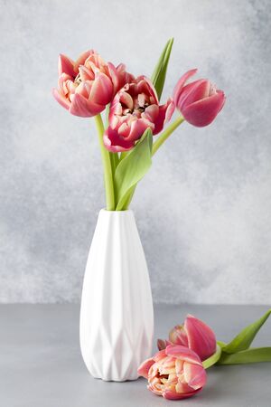 red tulips in white vase on blue background. Still life in the style of minimalism. Laconic composition. Women's day congratulations. 8 March background copy spaceの写真素材