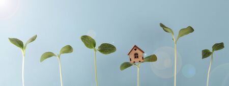 small house stand on sprout with growing young plants and glare of sun on blue background , environment and ecology care. growth concept. copy spaceの写真素材
