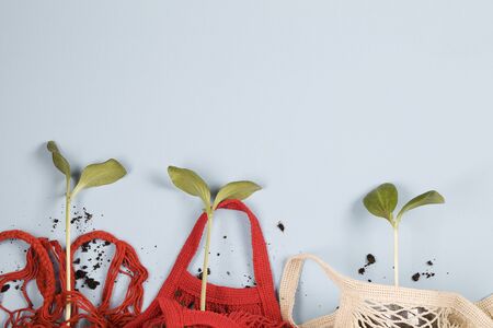 strong young plants in red and white mesh shopping bags on blue background. flat lay top view, copy...