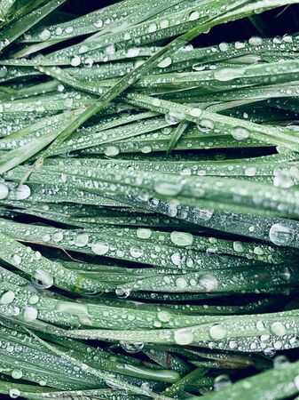 grass with water drops. After rain mystical conceptの写真素材