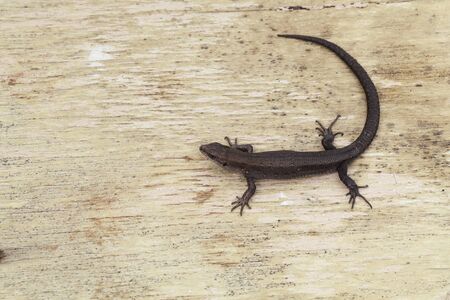 Small lizard on wood background top viewの写真素材