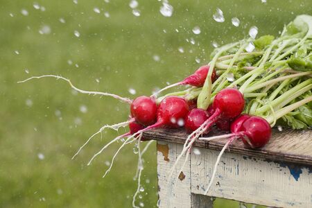 Fresh radishes on old wooden chair with water drops on green background. organic food concept. selective focusの写真素材