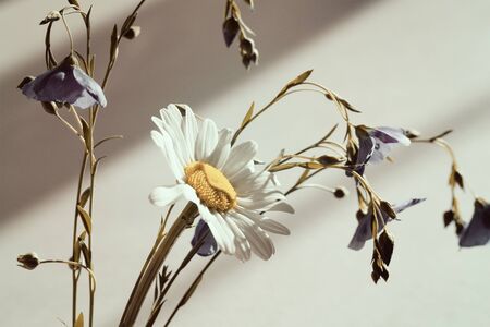 Camomile and bells flower on gray background with deep shadowsの写真素材