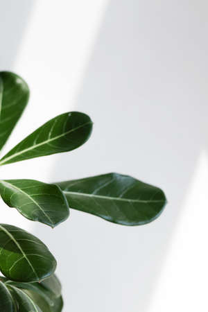 green leaves adenium on white background with sunlight. Creative nature background. minimalism concept selective focus copy spaceの写真素材