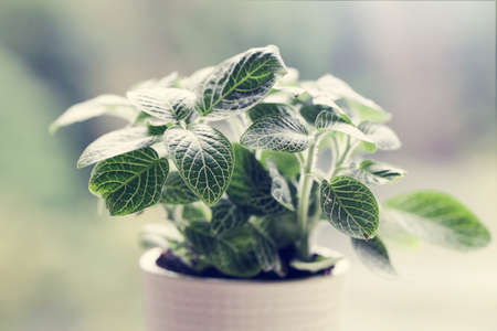 Decorative house plant in pot near the window with natural light. Creative nature background....