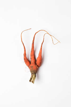 old, spoiled carrot on white background.global hunger problem. overconsumption concept.の写真素材