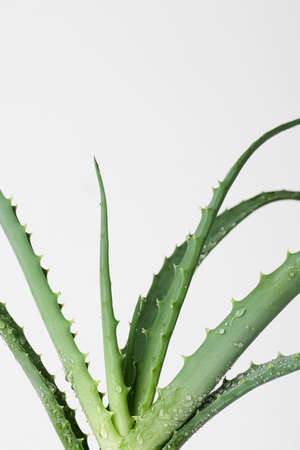 Aloe vera plant isolated on white background. copy spaceの写真素材