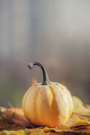 Halloween pumpkin and autumn leaves. Minimal Holiday season concept background. copy space. selective focusの写真素材