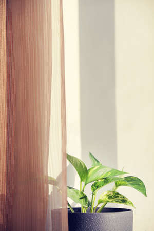 Decorative house plant in pot near window and brown curtains with natural light. Creative nature background. copy space .decor of the room.の写真素材