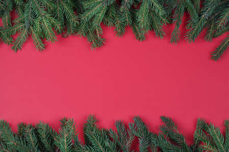 fir branches on red background, top view copy space. Christmas and New Year backgroundの写真素材