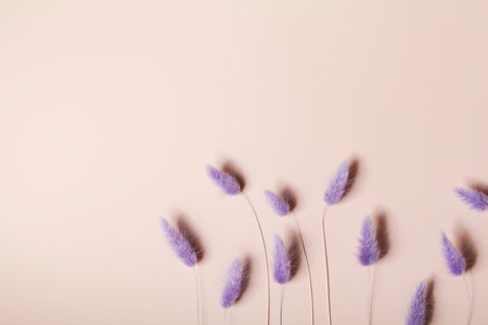 Rabbit Tail Grass Dried Flowers on beige background. Minimalistic composition. Romantic, nature background. Copy space.の写真素材