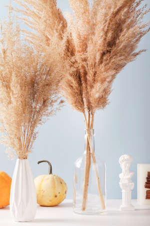 Dried pampas grass in vases with pumpkins and candle on white and blue background, modern bright decoration for home interiorの写真素材