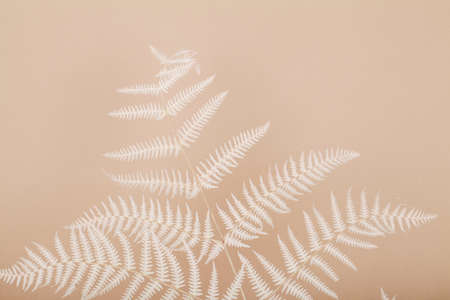 Floral composition of branch fern on beige background. Botany styled. Art concept. Minimal concept...
