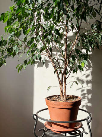 Decorative house plant in pot on white background with natural light. Creative nature background
