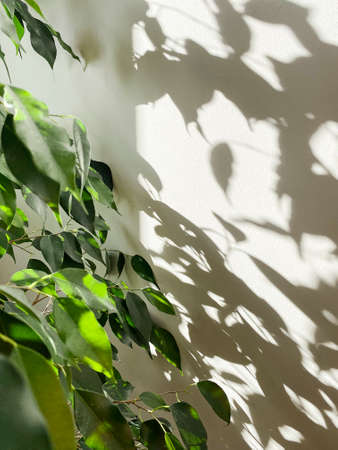 Decorative house plant on white background with natural light. Creative nature background. gardening...