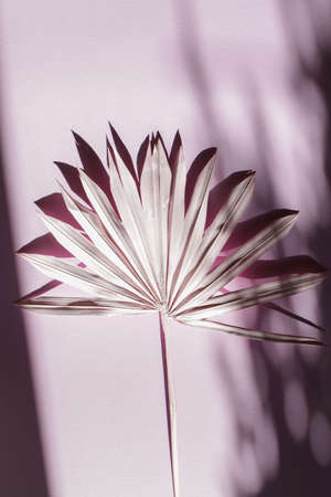 pink palm branch on pink background with deep shadow. Minimal summer exotic concept. Botanical nature design. decoration in interior.の写真素材