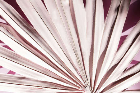 pink palm branch on pink background . Minimal summer exotic concept. Botanical nature design. decoration in interior.の写真素材