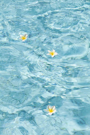 Summer, relax and spa concept. Minimal nature background. frangipani flowers in blue water in pool.