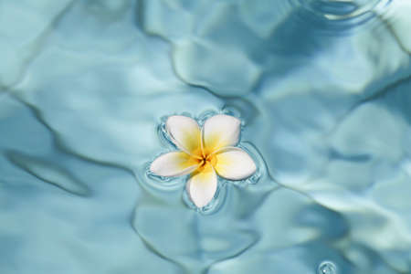 Summer, relax and spa concept . Minimal nature background. frangipani flower in blue water in pool.の写真素材