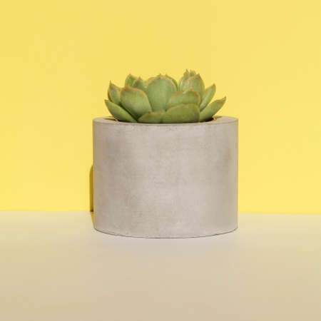 succulent in concrete pot on yellow background .home decoration. minimal nature background. garden and minimal floral concept. squareの写真素材