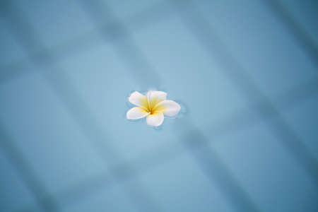 Summer, relax and spa concept. Minimal nature background. frangipani flower in blue water in pool.の写真素材