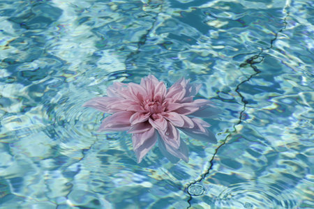 Summer, relax and spa concept. Minimal nature background. flower in blue water in pool.の写真素材