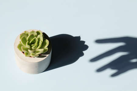 succulent in concrete pot with shadow of hand on blue background.home decoration.minimal nature background.garden and minimal floral concept.の写真素材