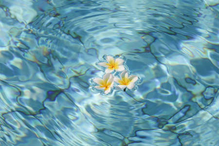 Summer, relax and spa concept. Minimal nature background. frangipani flowers in blue water in pool.