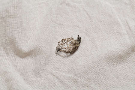close up of dry leaf on linen textile. natural background. minimal, stylish concept. boho and...