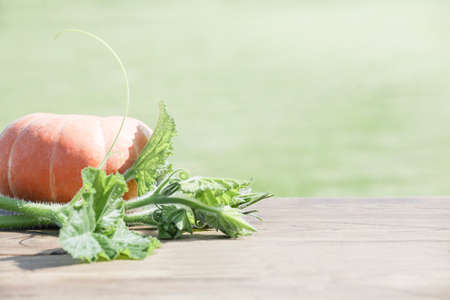 Autumn harvest. pumpkin with leaves on green background.Concept of Thanksgiving day or Halloween. Autumn vegetables and seasonal concept.copy spaceの写真素材