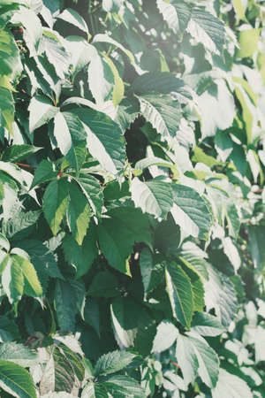 leaves of loach, abstract green texture, nature light tone background. fresh leaves background with sunshine.の写真素材
