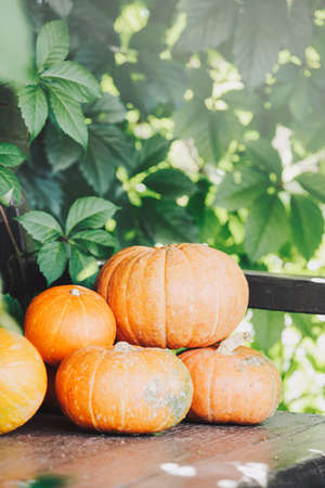 Autumn harvest. Orange pumpkins on bench with sunshine. Concept of Thanksgiving day or Halloween. Autumn vegetables and seasonal concept.の写真素材