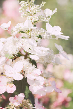Branches of blossoms beautiful flower. Minimal nature background. card for valentine, women and...